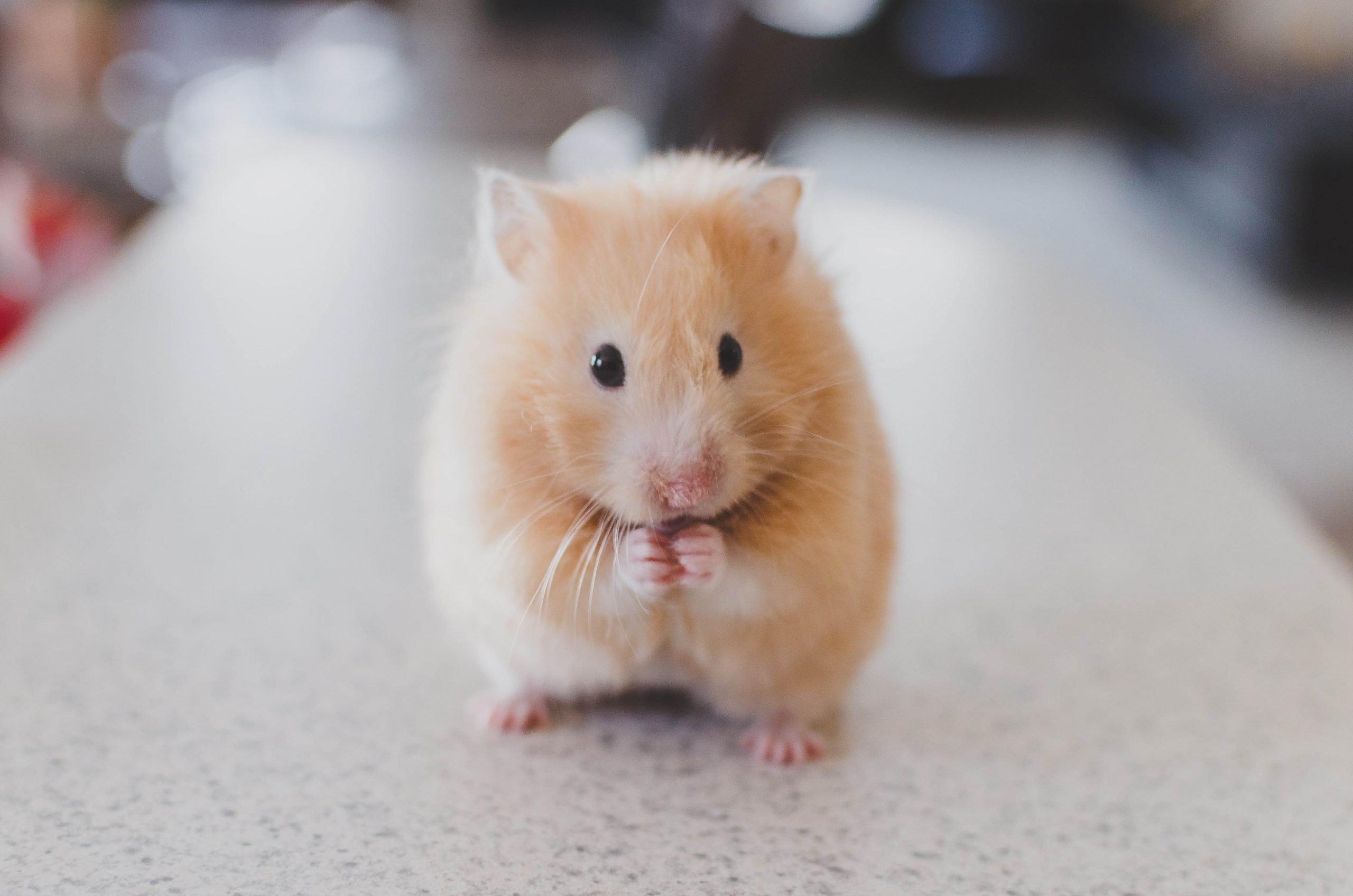 Hair regeneration in mice